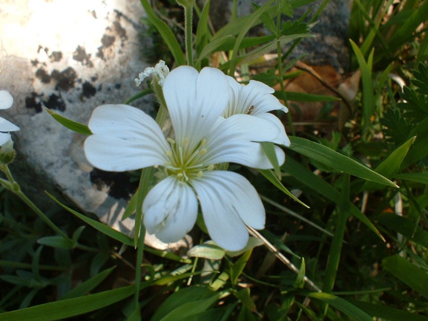 Cerastium, Globularia  e Sorbus